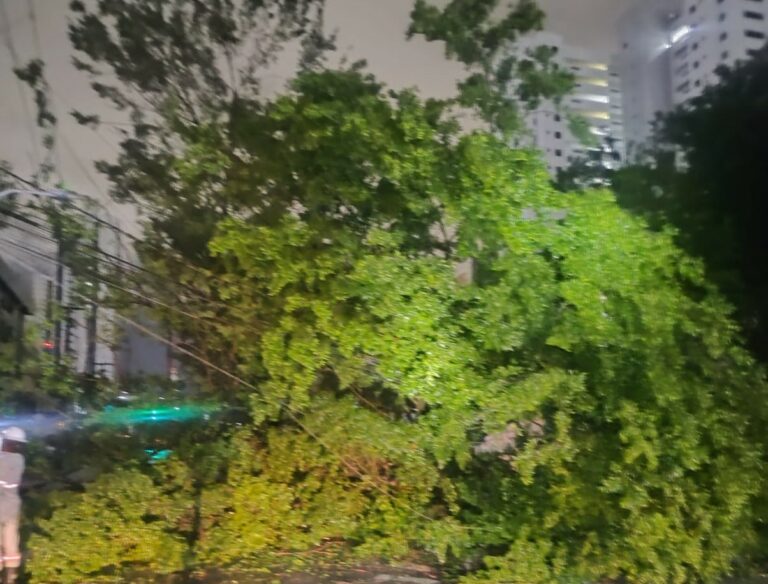 Queda de árvore bloqueia Avenida Júlia Freire em João Pessoa
