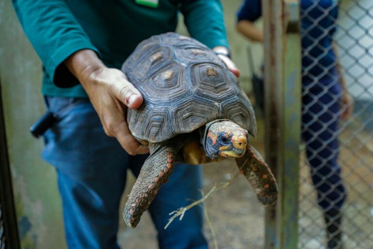 CETRAS acolhe 660 animais no primeiro trimestre de 2026, diz prefeitura