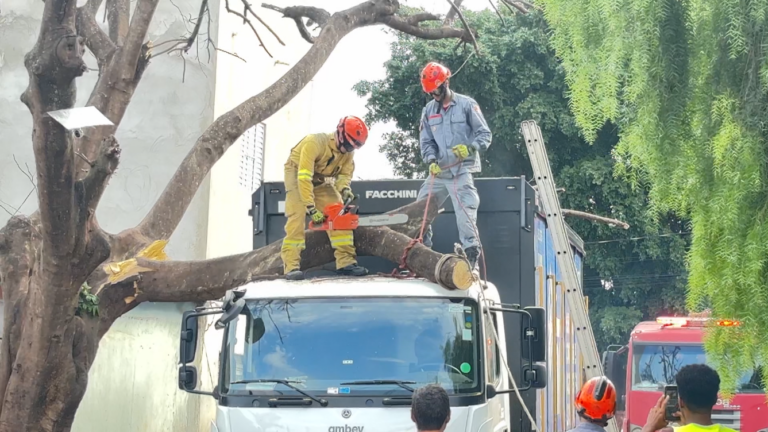 Galho de grande porte cai em cima de caminhão em Campinas