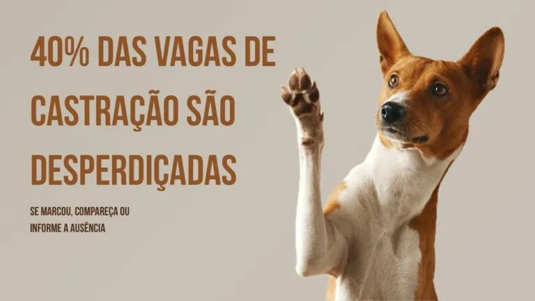 Faltas em castrações chegam a 40% em Rio Preto