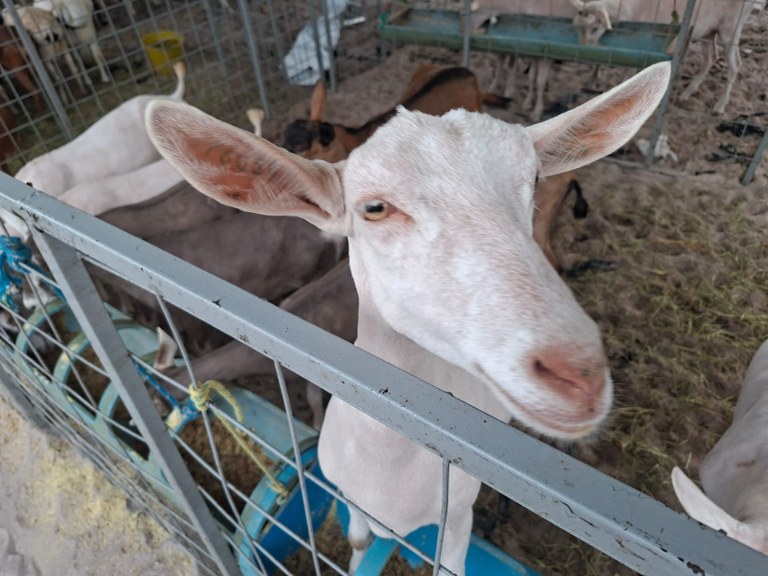 Expo Agro de São Bento movimenta o Sertão neste sábado (25) com julgamentos, premiações e shows