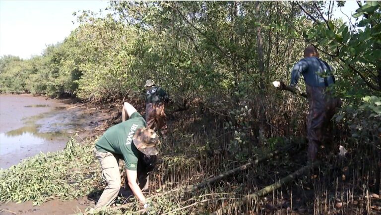Ação combate espécie invasora no litoral paulista