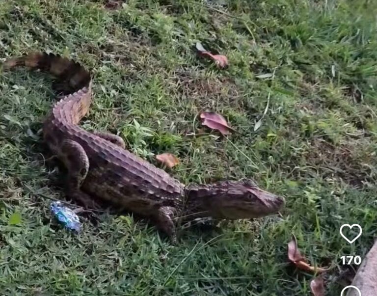 Filhote de jacaré é resgatado em pista de caminhada, em Nhandeara