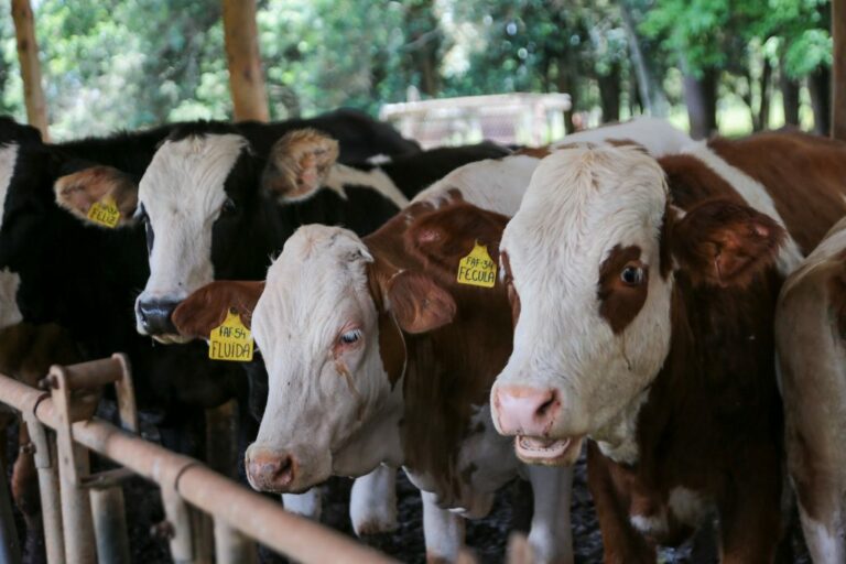 Entenda como novo fundo para o gado protege pecuaristas e garante status internacional para a carne de SP