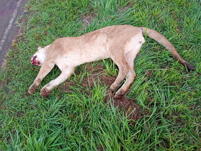 Onça-Parda é encontrada morta às margens de vicinal