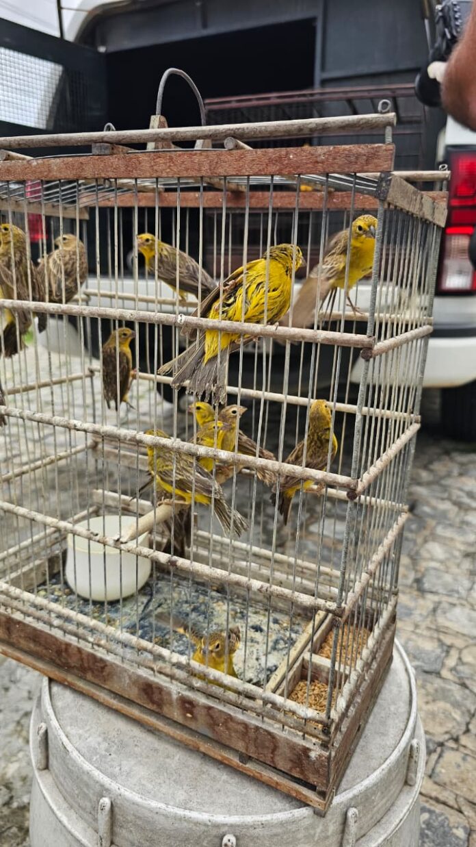 operação quatropatas campina grande