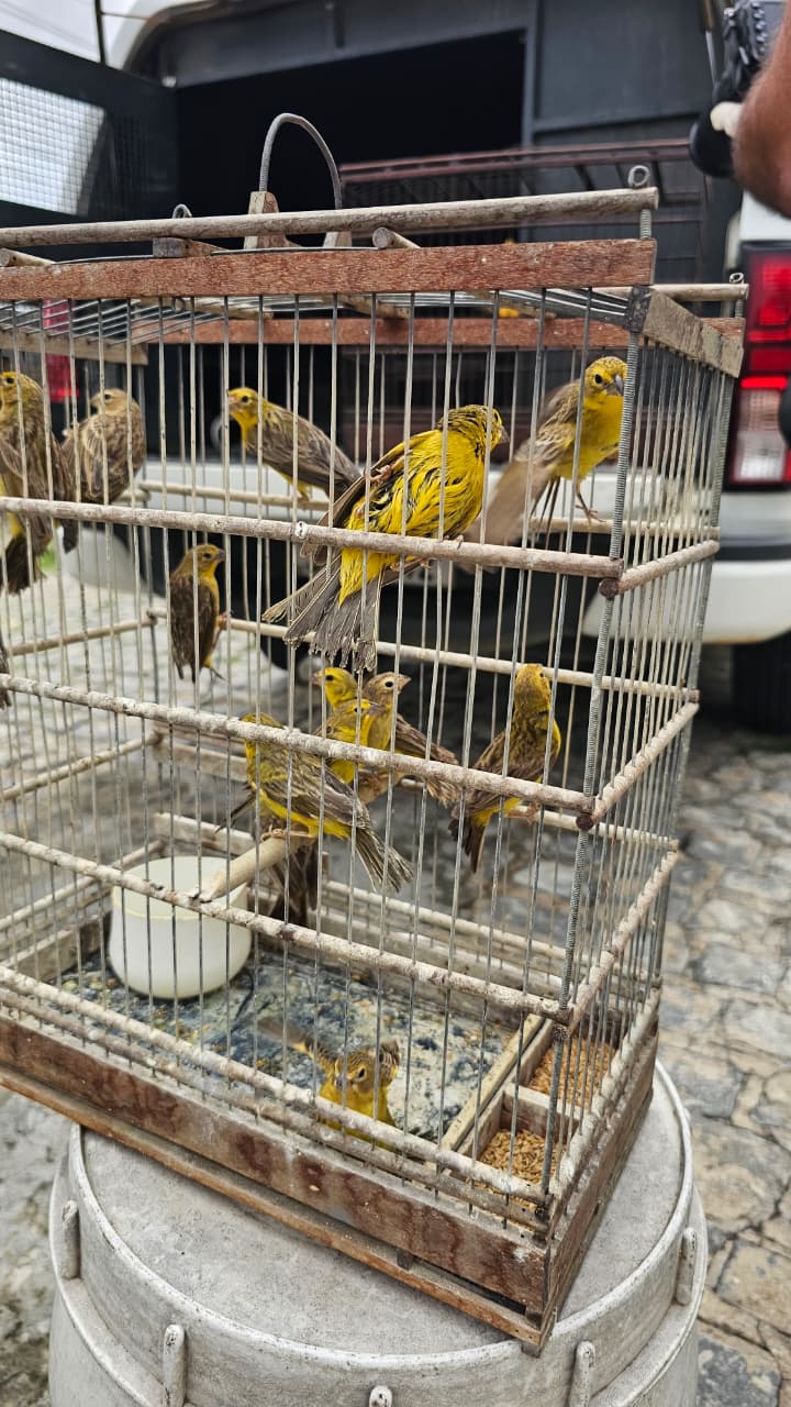 Operação Quatro Patas resgata 44 animais em CG após ações contra crimes ambientais e maus-tratos