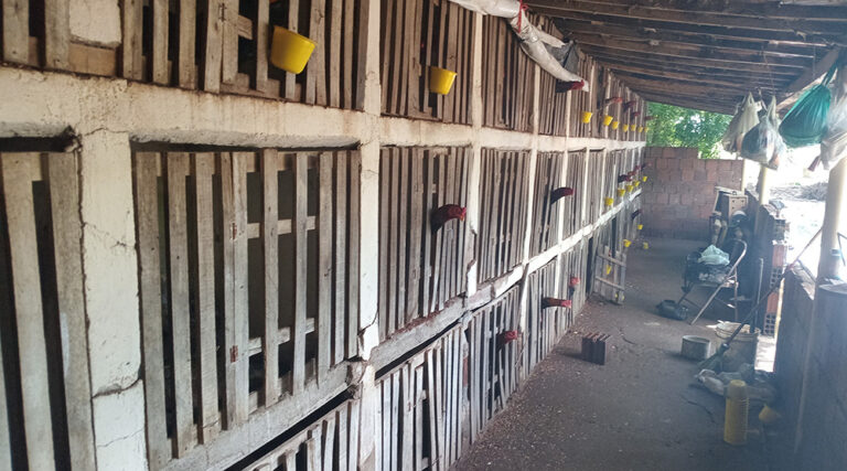 Operação policial desarticula rinha de galos e resgata 64 animais no Sertão da Paraíba