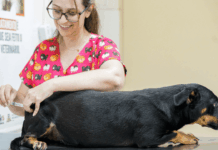 Zoonoses estará aberto neste sábado, com vacinação antirrábica
