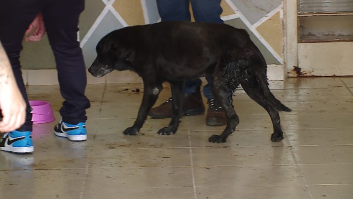 Casos de violência contra animais sobem 60% em Campinas e região