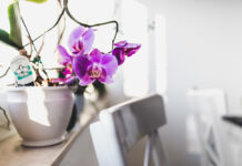 Flores ideais para ambientes internos
