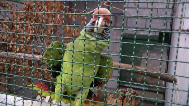 Instituto Ambiecco atua na proteção da fauna em Peruíbe