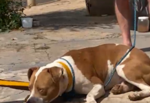 Pitbull abandonado em praça ataca e mata outro cachorro