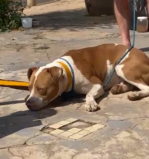 Pitbull abandonado em praça ataca e mata outro cachorro