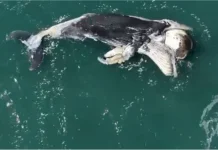 Filhote de baleia jubarte é encontrado morto em Ilhabela