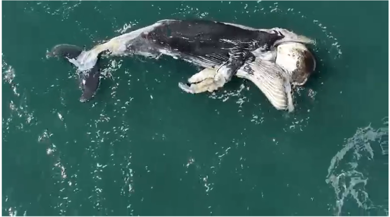 Filhote de baleia jubarte é encontrado morto em Ilhabela