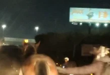 Cavalo invade Rodovia Santos Dumont e causa risco de acidente