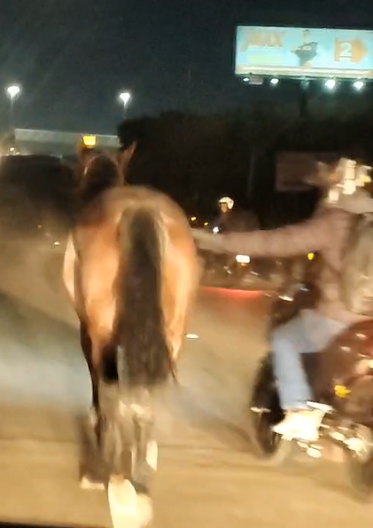 Cavalo invade Rodovia Santos Dumont e causa risco de acidente Cavalo invade Rodovia Santos Dumont e causa risco de acidente