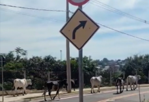 Boiada solta em rua assusta moradores e motoristas em Campinas