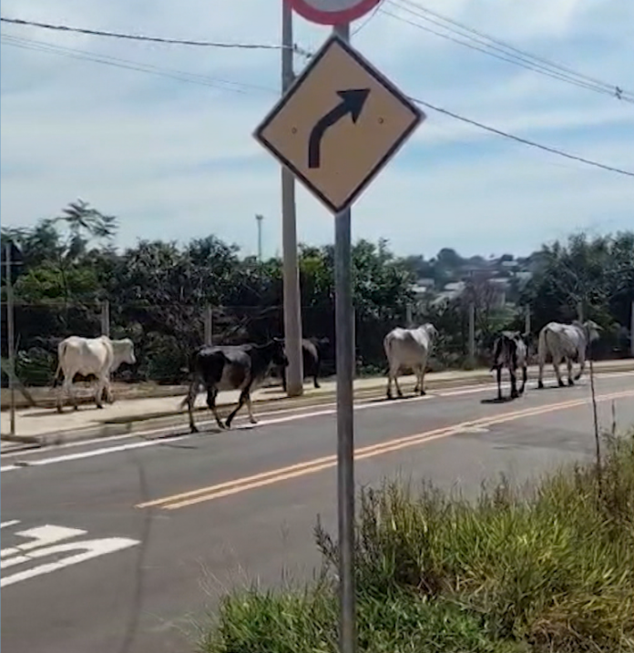 Boiada solta em rua assusta moradores e motoristas em Campinas