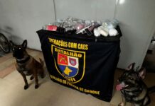 Cães farejadores encontram drogas e arma de fogo em comunidade do litoral; VÍDEO