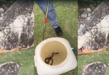 Corpo de Bombeiros captura jararaca em quintal de residência em Ilhabela