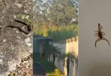 Moradores denunciam infestação de escorpiões em condomínio de Campinas