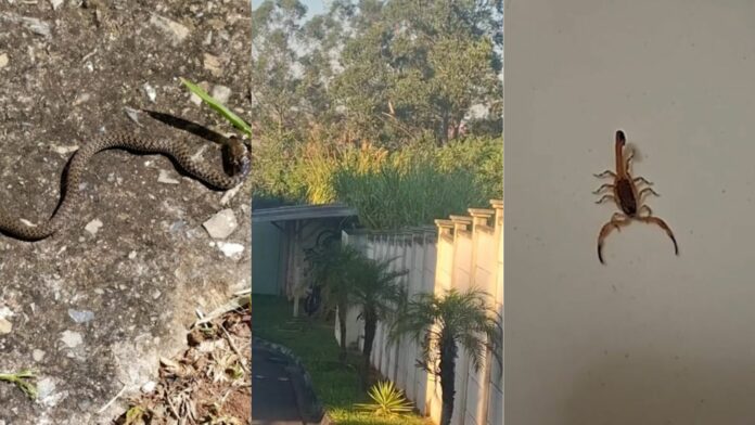 Moradores denunciam infestação de escorpiões em condomínio de Campinas