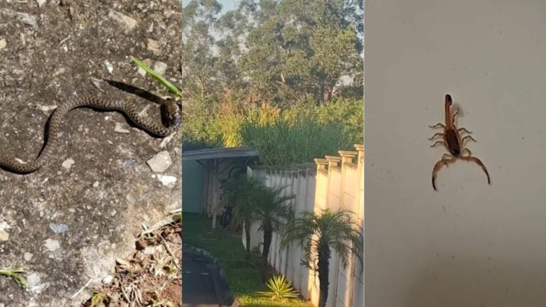 Moradores denunciam infestação de escorpiões em condomínio de Campinas
