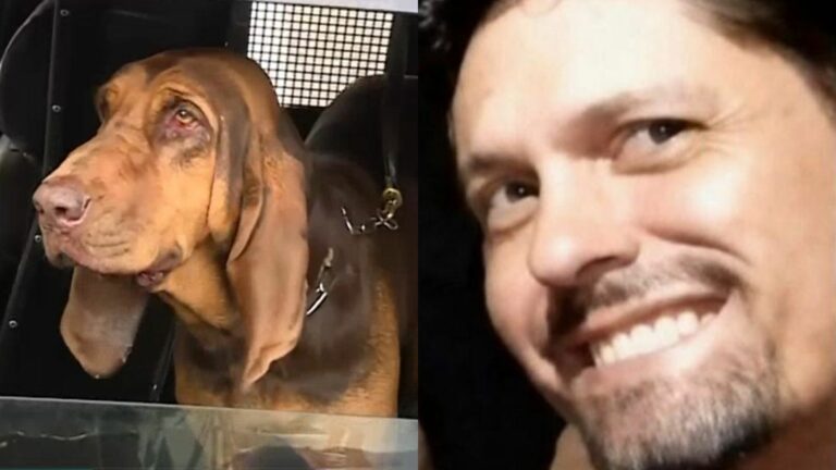 Operação com cães mobiliza buscas por homem desaparecido