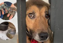 Cachorro à beira da morte é resgatado na região de Sousas em Campinas