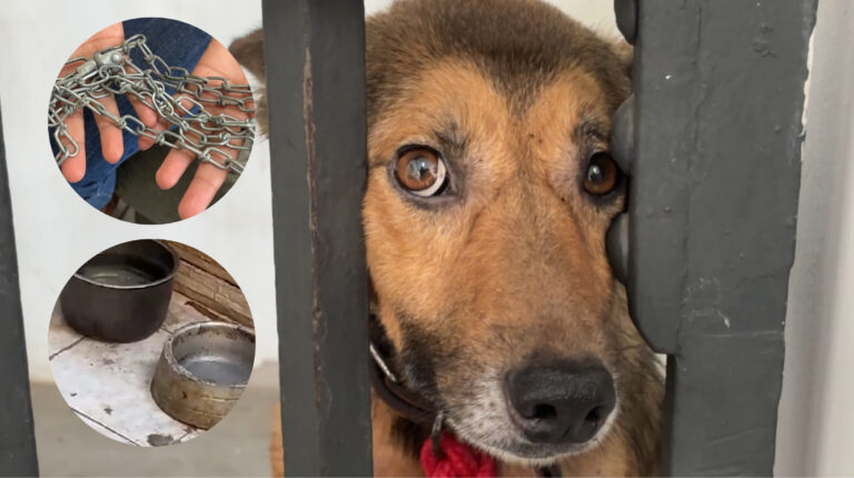 Cachorro à beira da morte é resgatado na região de Sousas em Campinas