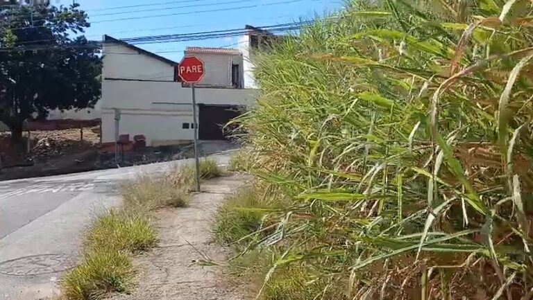 Moradores denunciam terreno com mato alto e risco de animais na Vila Formosa