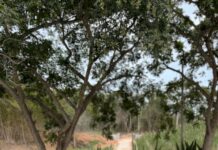 Casa Ferreira Wine estreia na Serra Paraibana com proposta de enoturismo premium
