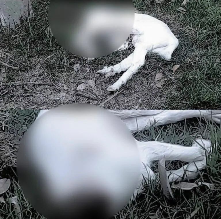 Polícia investiga dois homens por morte de animais com indícios de crueldade em Caraguatatuba