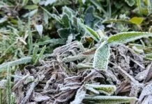 Geada cobre Campos do Jordão após cidade registrar a menor temperatura do ano