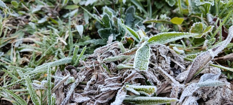 Geada cobre Campos do Jordão após cidade registrar a menor temperatura do ano