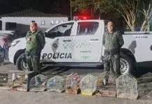 Polícia Militar Ambiental resgata aves mantidas em cativeiro em São José dos Campos