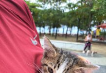 Filhote de gato é resgatado de galeria pluvial em Caraguatatuba