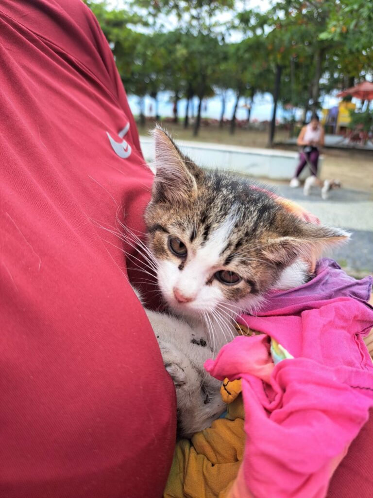 Filhote de gato é resgatado de galeria pluvial em Caraguatatuba