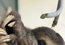 Bicho-preguiça volta à natureza após dois meses de reabilitação devido acidente em rodovia de Juquiá