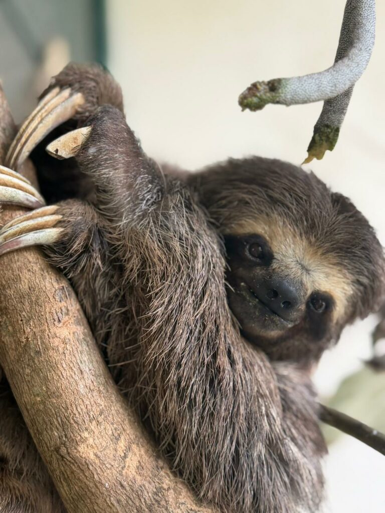 Bicho-preguiça volta à natureza após dois meses de reabilitação devido acidente em rodovia de Juquiá