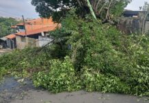 PM Ambiental autua dois homens por maus-tratos a árvores em SBO