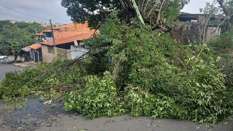 PM Ambiental autua dois homens por maus-tratos a árvores em SBO