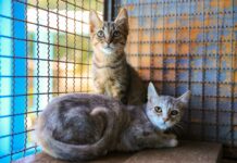 Ribeirão Preto recebe nova feira de adoção de animais; Saiba onde e quando