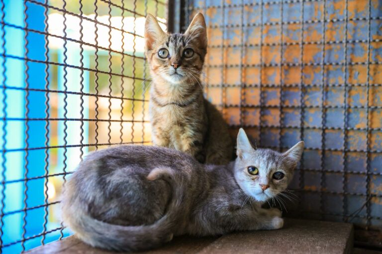Ribeirão Preto recebe nova feira de adoção de animais; Saiba onde e quando