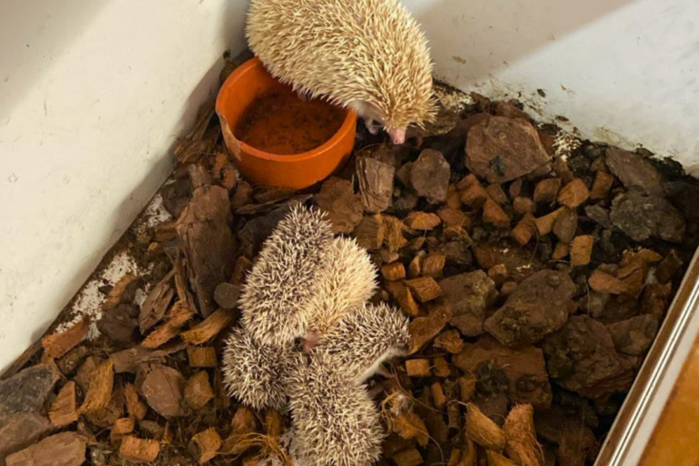 CETRAS acolhe animais exóticos apreendidos em cativeiro durante operação policial