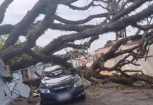 Árvore cai dentro de escola estadual, quebra muro e amassa carro em Campinas