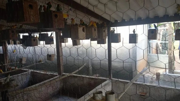 Polícia Ambiental autua criador em R$ 133 mil por manter 655 aves exóticas irregulares