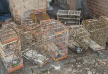 Polícia Militar apreende 21 aves silvestres mantidas em cativeiro ilegal no Sertão da Paraíba